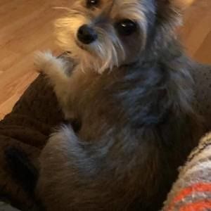 Meet your Posher, Janet